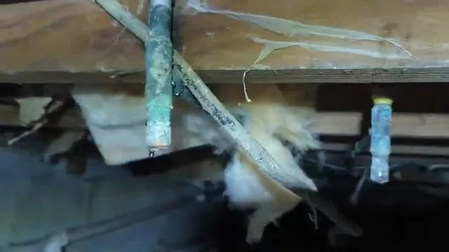 Corroded copper pipes hanging beneath floor joists with torn insulation